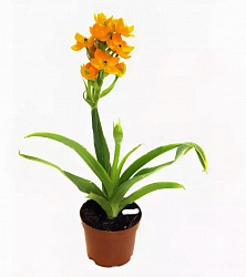 Растение горшечное Орнитолагум в горшке