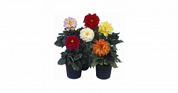 Растение уличное Георгин в горшке