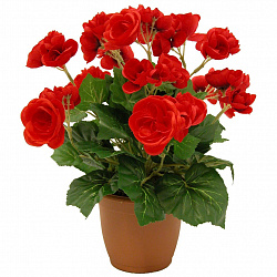 Растение комнатное Бегония в горшке