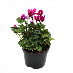 Растение комнатное Цикламен махровый в горшке