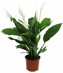 Растение комнатное Спатифиллум в горшке, 20 см