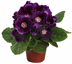 Растение комнатное Глоксиния в горшке