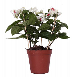 Растение комнатное Клеродендрум в горшке